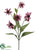 Coneflower Spray - Rubrum - Pack of 6