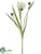 Cornflower Spray - White - Pack of 24