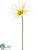 Japanese Fringe Gerbera Daisy Spray - Cream Green - Pack of 12