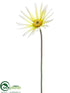 Silk Plants Direct Japanese Fringe Gerbera Daisy Spray - Cream Green - Pack of 12