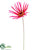 Japanese Fringe Gerbera Daisy Spray - Pink Hot - Pack of 12