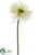 Gerbera Daisy Spray - Cream - Pack of 12