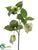 Dove Tree Spray - Cream Green - Pack of 6