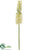 Eremurus Spray - Cream - Pack of 12