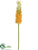 Eremurus Spray - Yellow - Pack of 12