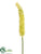 Eremurus Spray - Green - Pack of 12