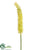 Eremurus Spray - Green - Pack of 12