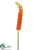 Eremurus Spray - Orange - Pack of 12