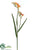 Freesia Spray - Flame - Pack of 12