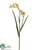 Freesia Spray - Yellow Gold - Pack of 12