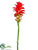 Ginger Flower Spray - Orange Red - Pack of 12