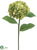 Hydrangea Spray - Green - Pack of 12