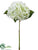 Hydrangea Spray - Cream - Pack of 12