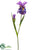 Iris Spray - Violet - Pack of 12