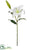 Casablanca Lily Spray - White - Pack of 12