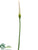 Calla Lily Spray - Cream - Pack of 12