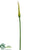 Calla Lily Spray - Green - Pack of 12