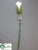 Calla Lily Spray - Cream - Pack of 36