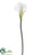 Lily Spray - White - Pack of 12