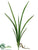 Cymbidium Leaf Plant - Green - Pack of 12