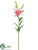 Casablanca Lily Spray - Coral - Pack of 6