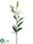 Casablanca Lily Spray - White - Pack of 6