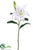 Casablanca Lily Spray - White - Pack of 12