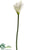 Calla Lily Spray - Cream Green - Pack of 12