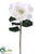 Magnolia Spray - White - Pack of 6