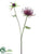 Spider Mum Spray - Boysenberry - Pack of 12