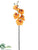 Phalaenopsis Orchid Spray - Apricot Orange - Pack of 6