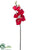 Phalaenopsis Orchid Spray - Crimson - Pack of 6