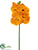 Vanda Orchid Spray - Apricot Orange - Pack of 6