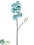 Phalaenopsis Orchid Spray - Aqua Light - Pack of 6