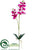 Phalaenopsis Orchid Plant - Orchid - Pack of 4