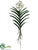 Vanda Orchid Plant - Cream Green - Pack of 2