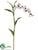 Dendrobium Orchid Spray - Cream Purple - Pack of 6