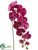 Phalaenopsis Orchid Spray - Violet - Pack of 6