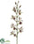 Oncidium Orchid Spray - Green Burgundy - Pack of 12