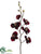 Phalaenopsis Orchid Spray - Burgundy Red - Pack of 12