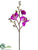 Phalaenopsis Orchid Spray - Orchid - Pack of 12