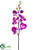 Phalaenopsis Orchid Spray - Orchid - Pack of 12