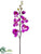 Phalaenopsis Orchid Spray - Orchid - Pack of 12