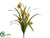 Mini Cymbidium Orchid Plant - Yellow Green - Pack of 12