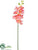 Phalaenopsis Orchid Spray - Coral - Pack of 12