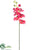 Silk Plants Direct Phalaenopsis Orchid Spray - Cream - Pack of 12