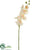 Phalaenopsis Orchid Spray - Cream - Pack of 12