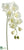 Phalaenopsis Orchid Spray - Cream Green - Pack of 6