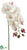 Phalaenopsis Orchid Spray - Cream Rubrum - Pack of 6