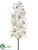 Cymbidium Orchid Spray - Cream Burgundy - Pack of 4